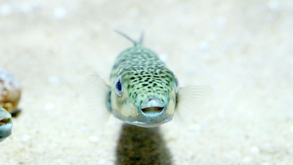 Ein Hasenkopf-Kugelfisch (Lagocephalus sceleratus), undatierte Aufnahme Foto: -