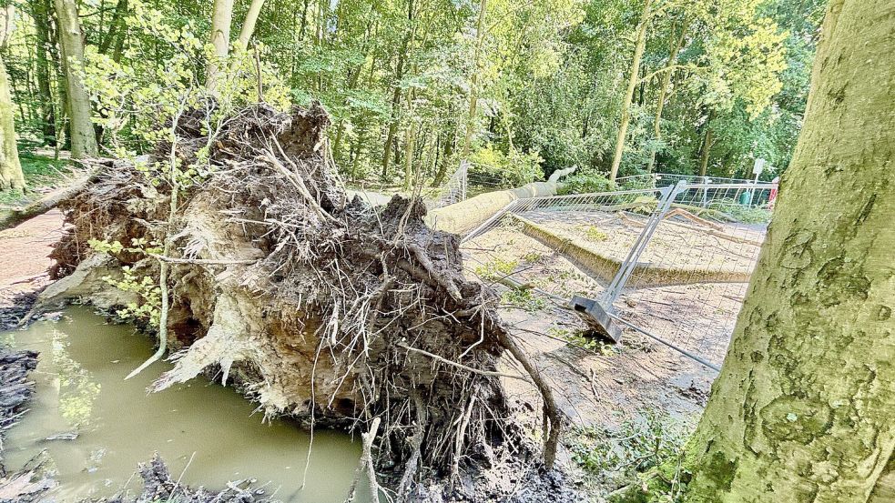 Im Julianenpark in Leer ist ein Baum auf einen Kinderspielplatz gekracht und versperrt den Weg. Foto: Klaus Ortgies