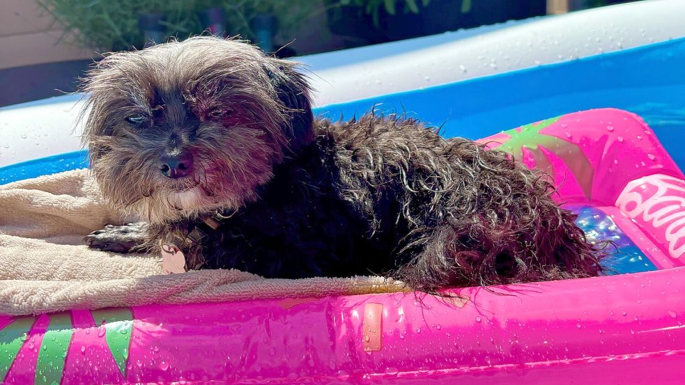 Hündin Maja lässt es sich bei der Hitze im heimischen Pool gut gehen. Foto: privat