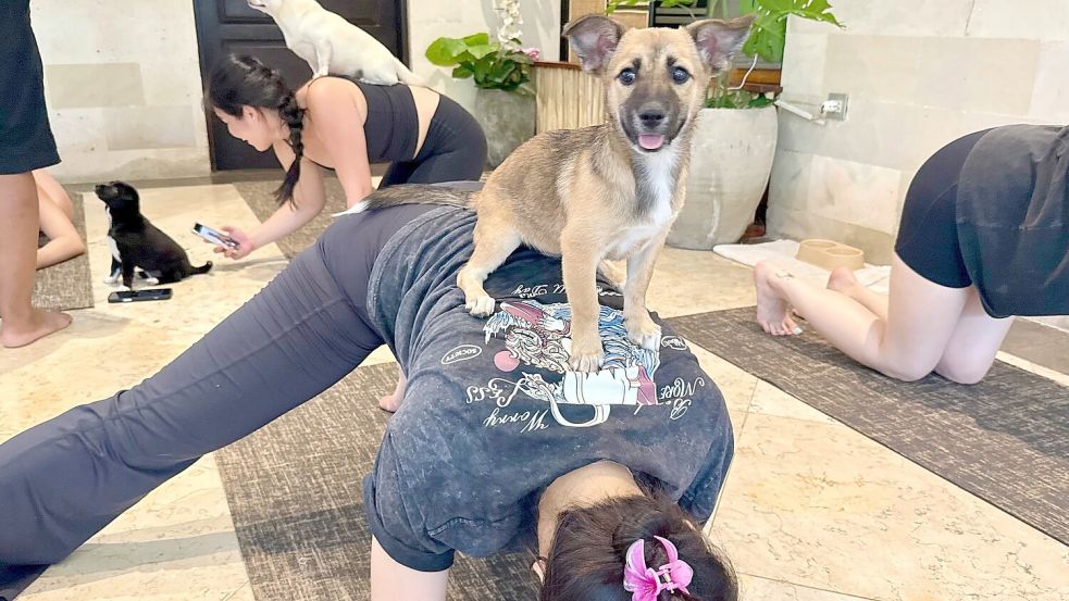 Beim Puppy Yoga springen die Welpen gerne auf den Rücken der Teilnehmer. Foto: Carola Frentzen/dpa