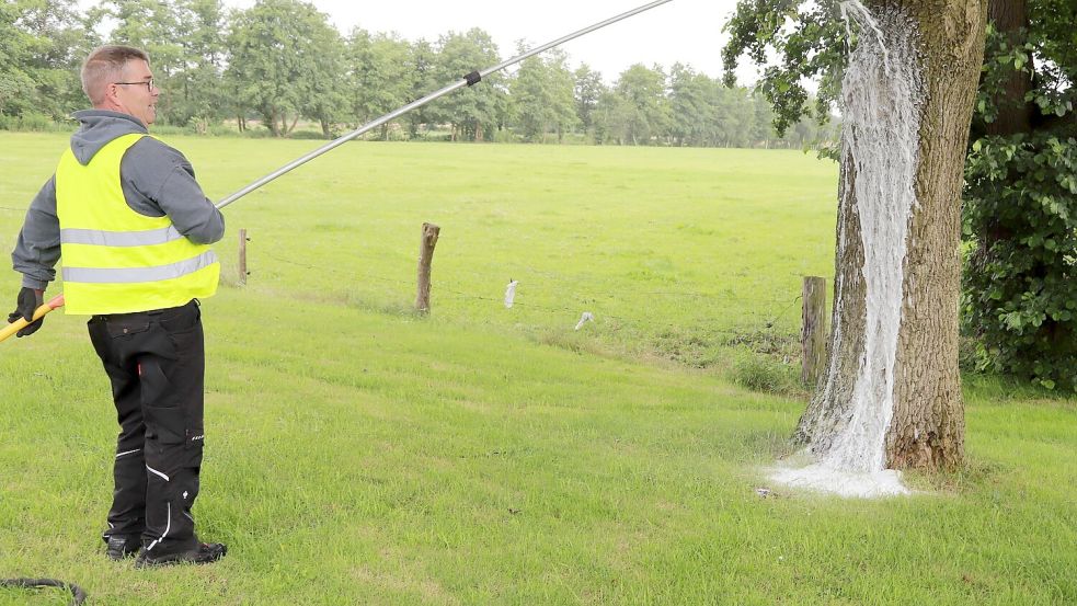 Die Gemeinde Barßel beauftragt auch Fachfirmen mit der Bekämpfung des Eichenprozessionsspinners. Foto: Hans Passmann