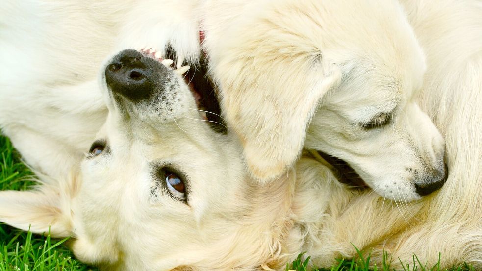 Zwei Hunde raufen. Im Ernstfall können dabei nicht unerhebliche Verletzungen entstehen. Symboldfoto: Pixabay