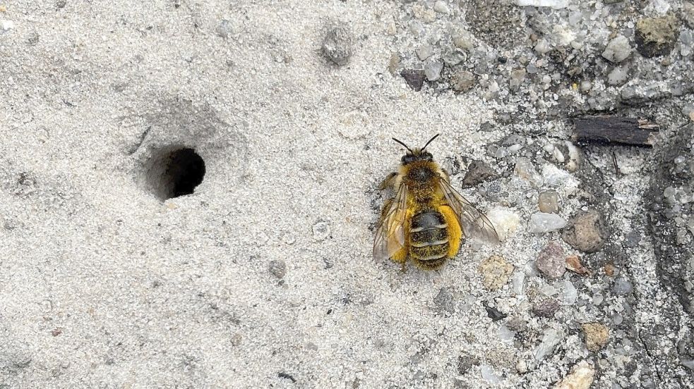 Eine Hosenbiene am Eingang ihrer Niströhre vor dem Rathaus. Man sieht deutlich die Hosen: die Hinterbeine, die voller gelber Pollen hängen. Foto: Marion Janßen