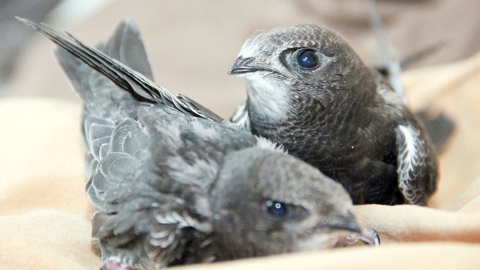 Ob dann ein Eingreifen des Menschen nötig ist, hängt von der betroffenen Art ab. Foto: Katrin Mädler/dpa-Zentralbild/dp