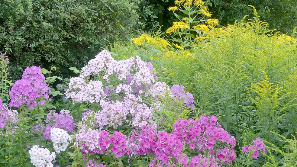 Der Phlox im Garten von Karin Berends-Lüürßen. Foto: Karin Berends-Lüürßen