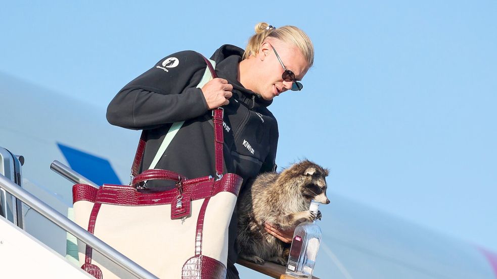 Erling Haaland und sein Waschbär. Foto: Jan Langhaug/NTB Scanpix/AP/dpa