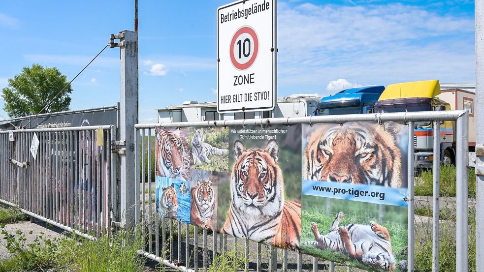 Der von dem Tiger angegriffene Pfleger ist gestorben. (Archivbild) Foto: Heiko Rebsch/dpa