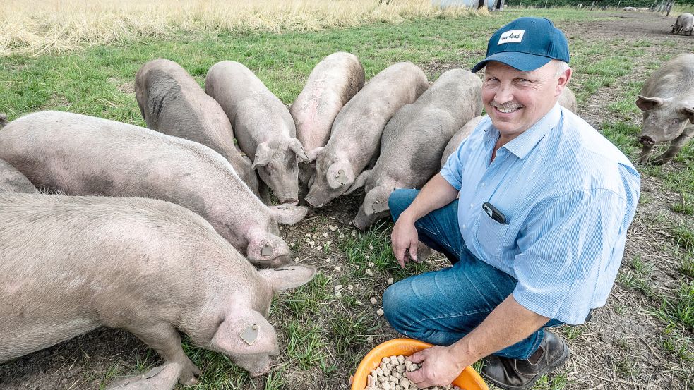 Johannes Erchinger hält in Logabirum Weideschweine. Einige von ihnen gehen aktuell einem wichtigen Auftrag im Kreis Cloppenburg nach. Foto: Klaus Ortgies