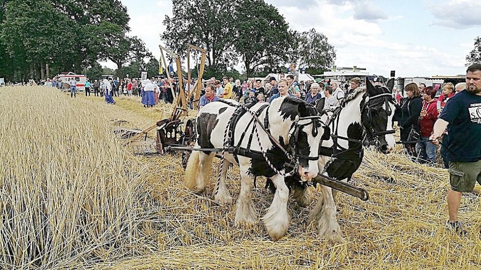 Mit Pferdekraft: Ein Pferd zieht beim traditionellen Kornmähen in Aperberg einen Flügelmäher. Foto: Gemeinde Apen