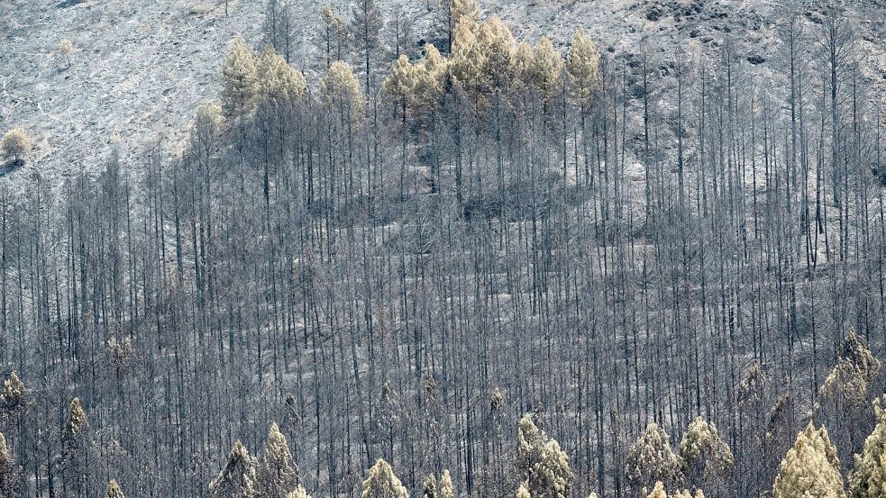 Der Klimawandel erhöht die Wahrscheinlichkeit von Waldbränden, weil Perioden mit Trockenheit und Hitze länger werden. Foto: Mateo Lanzuela/EUROPA PRESS/dpa
