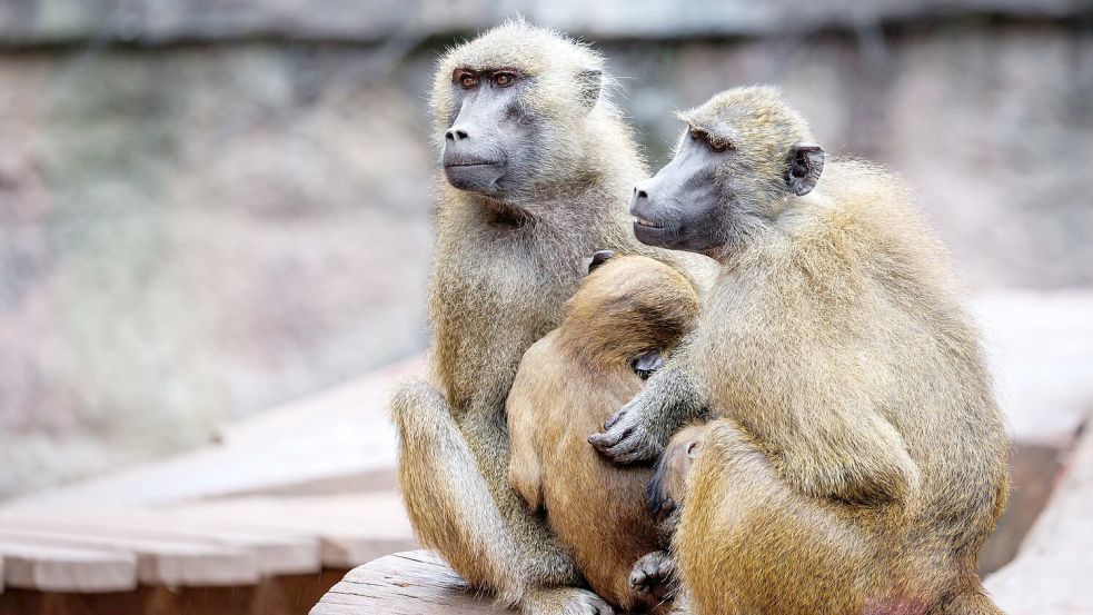 Die Anlage ist laut dem Tiergarten für 25 Paviane plus Jungtiere ausgelegt. Im Juli 2025 lebten dort mehr als 40 Affen. (Archivbild) Foto: Daniel Karmann