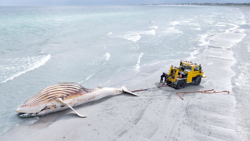 Der tote Wal wird an Land der dänischen Insel Anholt gezogen. Foto: Marcus Golejewski