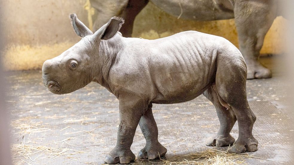 Nashornbaby Liam ist die neue Attraktion im Osnabrücker Zoo. Um den Betrieb am Laufen zu halten, muss die Stadt dem Zoo in diesem Jahr eine zusätzliche Finanzspritze geben. Das Foto entstand am 7. April 2026. Foto: André Havergo