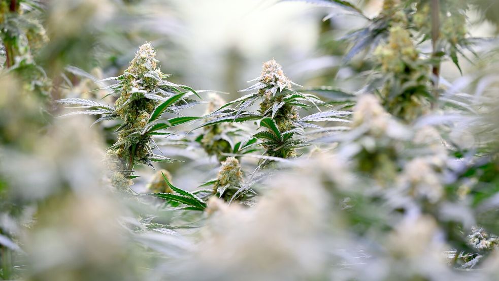 Mittlerweile hat das Bundeskabinett strengere gesetzliche Regeln für den Zugang zu medizinischem Cannabis auf den Weg gebracht. (Archivbild) Foto: Hendrik Schmidt