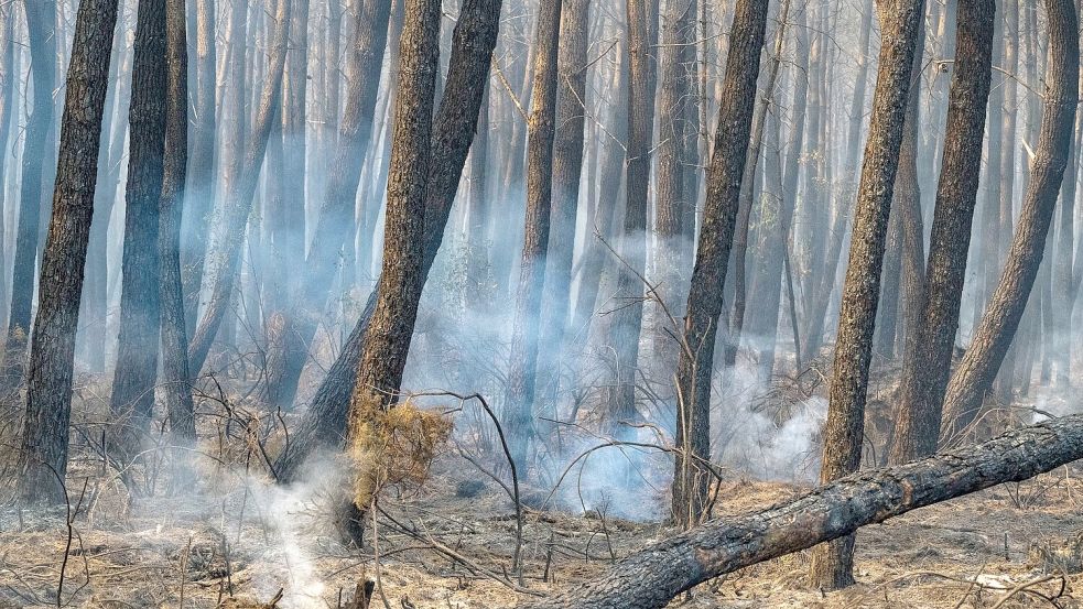 Tausende Hektar Wald sind durch die Flammen zerstört worden. Foto: Caroline Blumberg