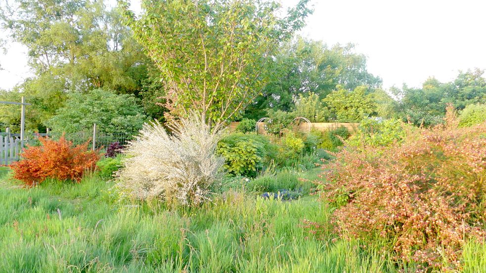 Das Bild zeigt Sträucher und Ginster im Latütgarten in Rhauderfehn. Foto: Karin Berends-Lüürßen