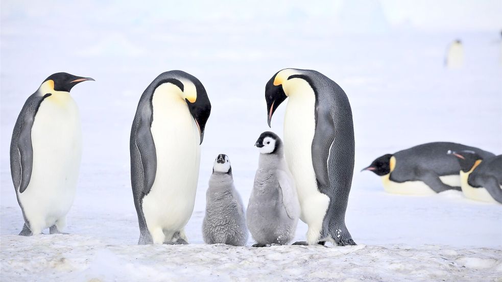 Kaiserpinguine mit Küken. Foto: Myeongho Seo,mydada88@gmail.com/