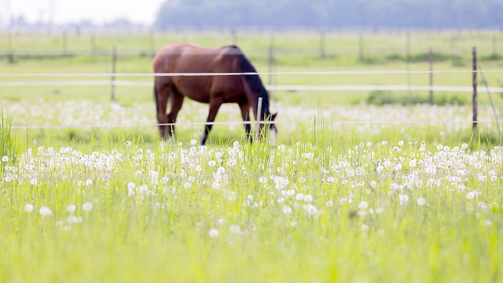 Ein Pferd grast auf einer Koppel. Symbolfoto: DPA