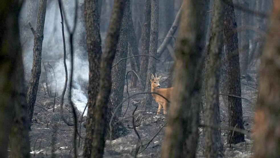 Die Auswirkungen der Waldbrände auf Fauna und Flora sind enorm. Foto: Baz Ratner