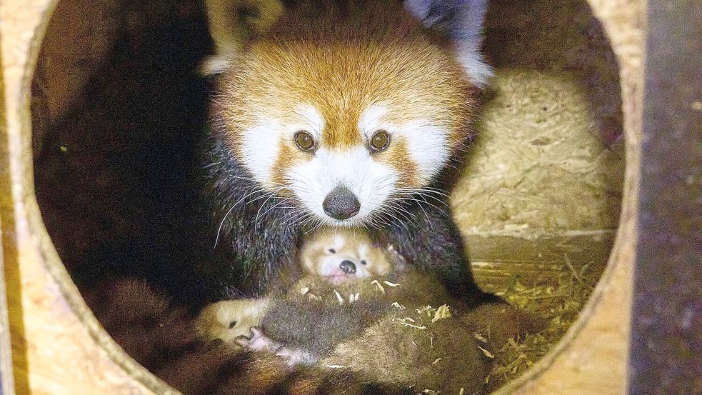 Der Tierarten Kleve freut sich über Nachwuchs. (Handout) Foto: Tiergarten Kleve/dpa