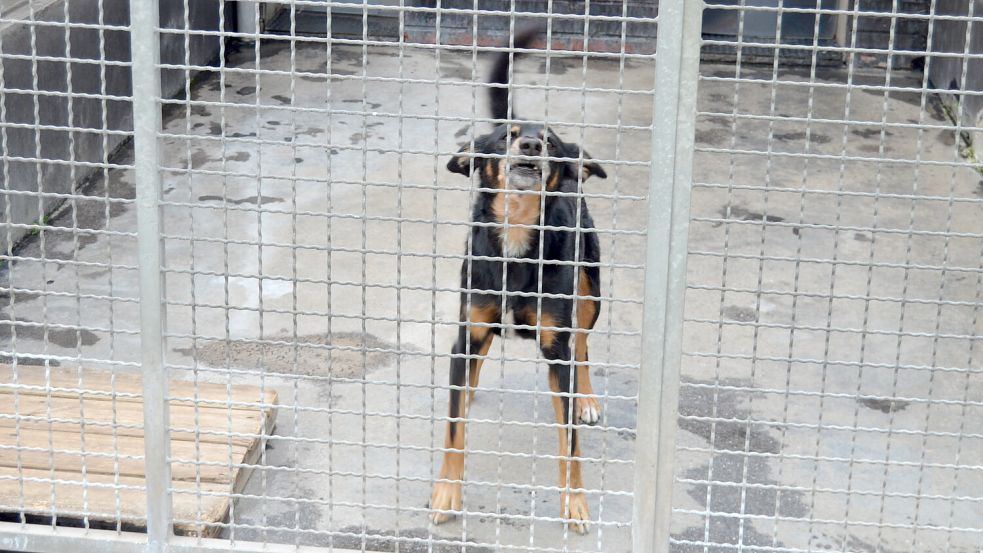Gerne möchten die Hunde, die im Tierheim Sedelsberg untergebracht sind, mal einen längeren Spaziergang unternehmen. Wie man das sicher macht, dazu bietet das Tierheim jetzt ein Gassi-Training an. Archivfoto: Astrid Fertig