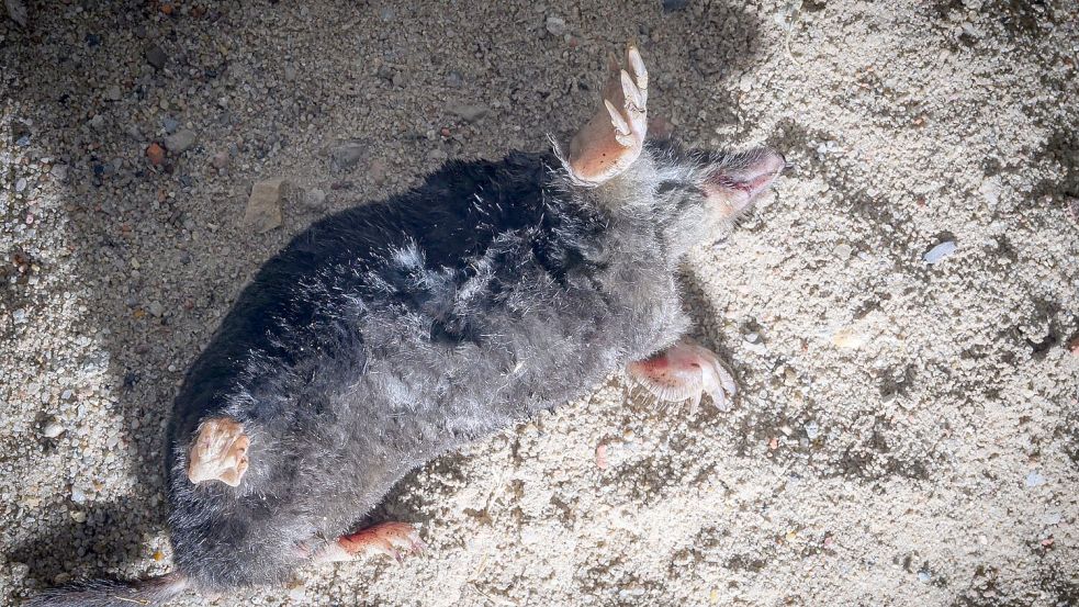 Für Maulwürfe sind trockene Böden ein großes Problem. Sie können dadurch sogar sterben. Foto: Patrick Pleul