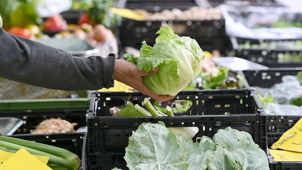 Behörden in den USA bringen einen Ausbruch in neun Bundesstaaten mit Eisbergsalat in Verbindung. (Symbolbild) Foto: Arne Dedert