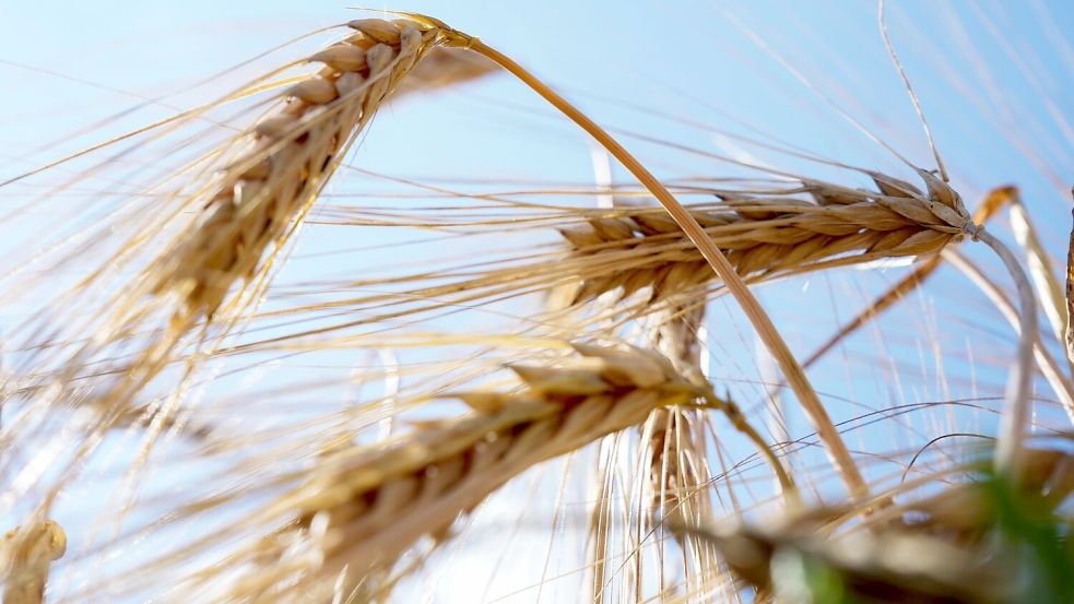 Wintergerste - hier vor einigen Wochen und kurz vor der Ernte - ist eine wichtige Getreideart in Deutschland. (Archivbild) Foto: Sven Kaeuler