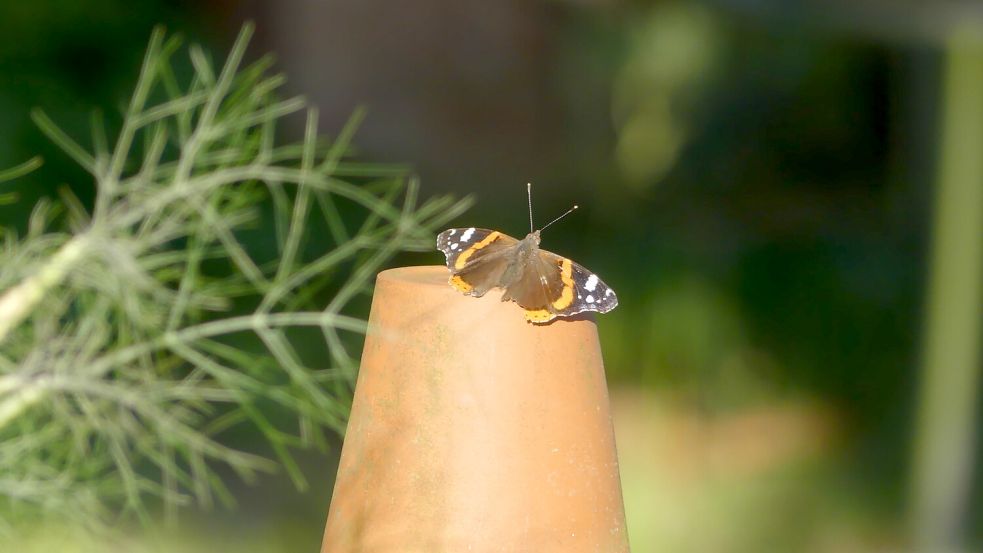 Ein Paradies für Schmetterlinge ist der Garten von Karin Berends-Lüürßen. Da lässt sich auch der Admiral mal sehen. Foto: Karin Berends-Lüürßen