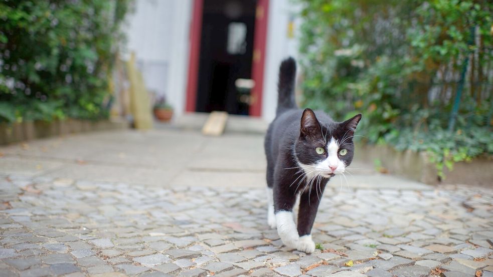 Wohin schleicht der Kater draußen? Foto: Gregor Fischer/dpa