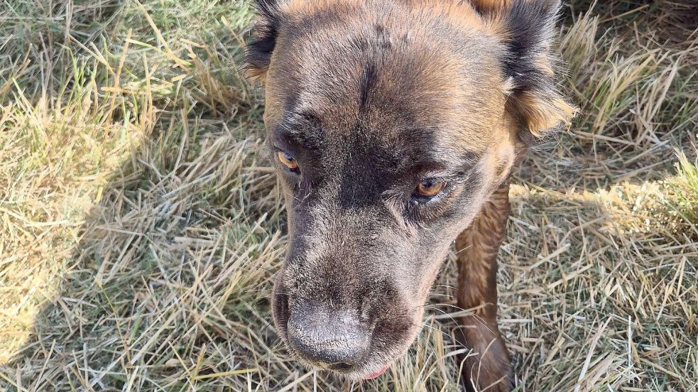 In Bunde ist am Samstag ein Hund aus einem tiefen Graben gerettet worden Bild: R. Iwanoff/Feuerwehr