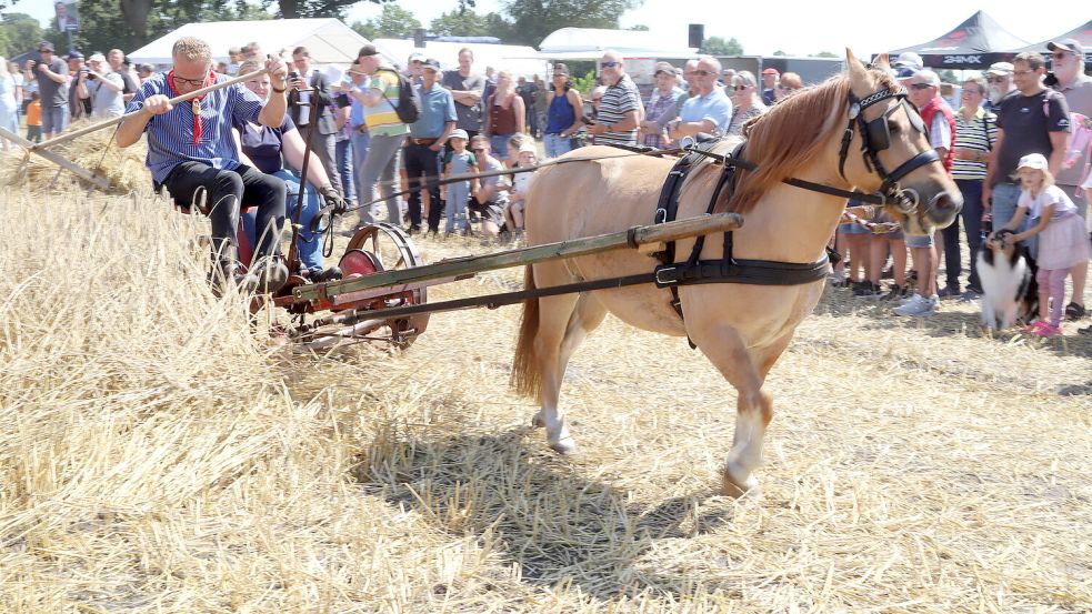 Der Verein für Heimat- und Brauchtumspflege demonstrierte in Aperberg, wie früher mit Pferden die Ernte eingebracht wurde. Foto: Hans Passmann