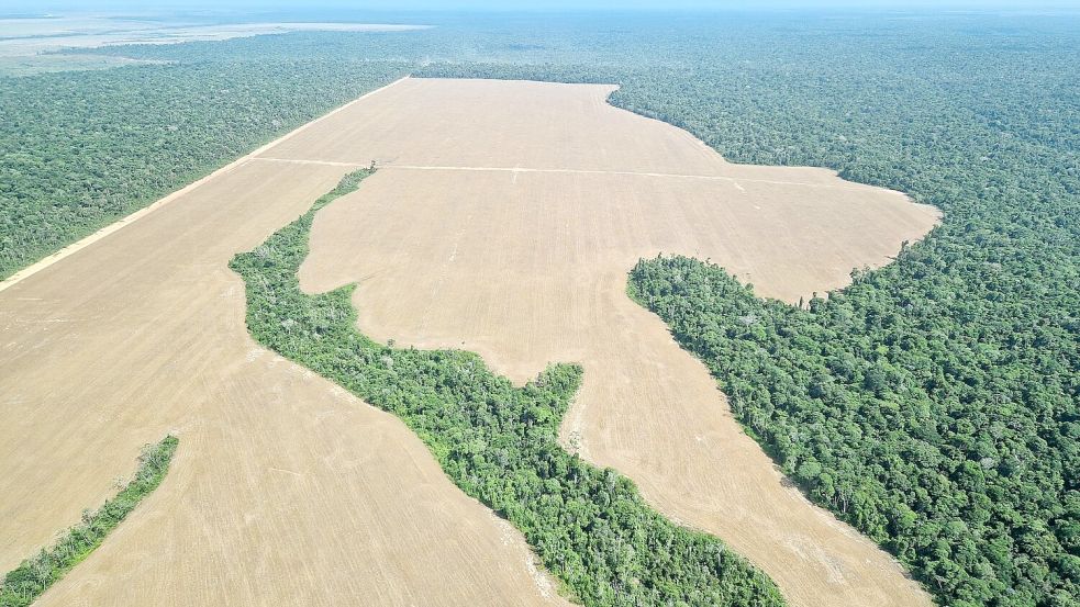 Immer wieder werden Bäume im Regenwald gerodet, um dort Felder anzulegen. Zuletzt ist die Abholzung jedoch zurückgegangen. (Archivbild) Foto: Larissa Schwedes/dpa