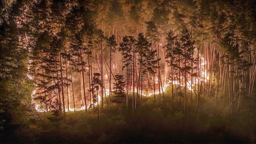 Durch die Trockenheit der vergangenen Wochen ist der Wald extrem dürr. Foto: Jason Tschepljakow/dpa