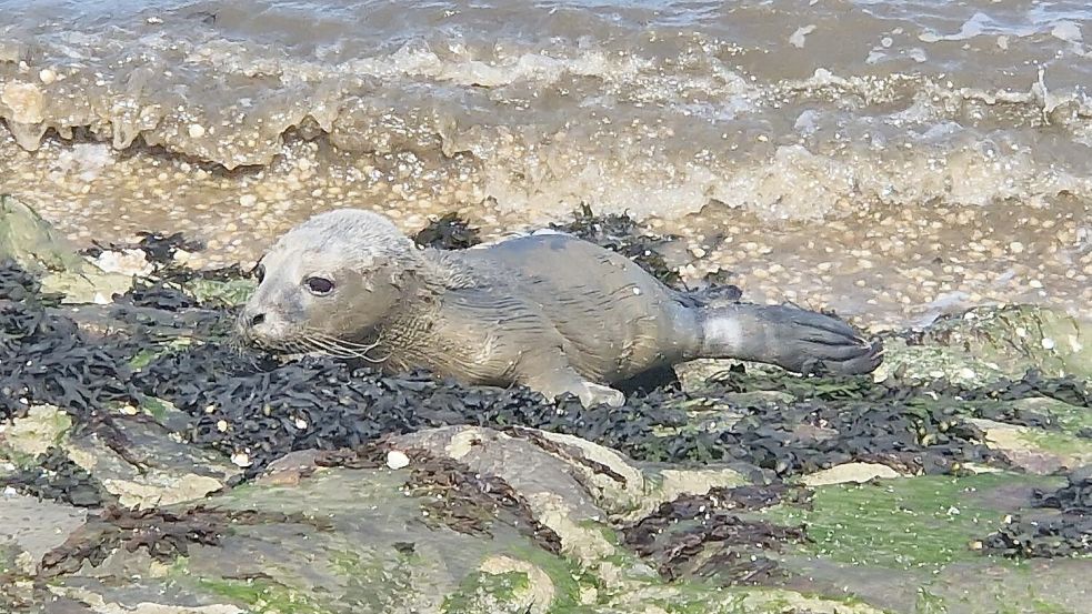 Eine junge Kegelrobbe am Nordseestrand. Braucht der Heuler Hilfe oder lässt man das Tier lieber in Ruhe? Antwort auf diese und andere Fragen liefert die App Wildtier-SOS. Foto: Tatjana Gettkowski