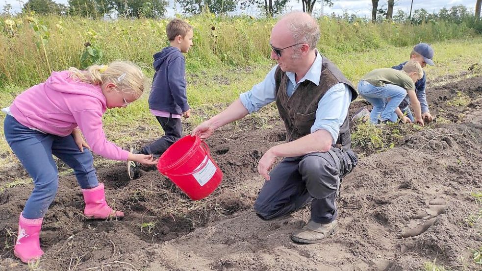 2024, als das Kartoffelfest des Seelter Buund zuletzt stattfand, erntete auch der Saterfriesisch-Beauftragte Henk Wolf gemeinsam mit Kindern die Kartoffeln aus dem Acker. Archivfoto: Seelter Buund