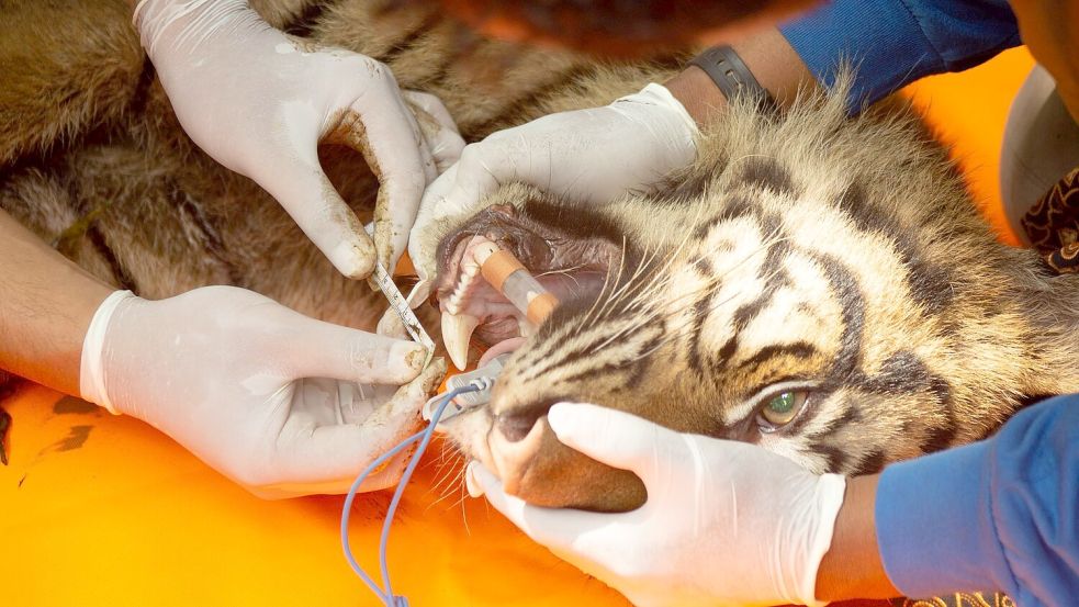 Tierärzte untersuchten die Raubkatze. Foto: Andri Mardiansyah/XinHua/dpa