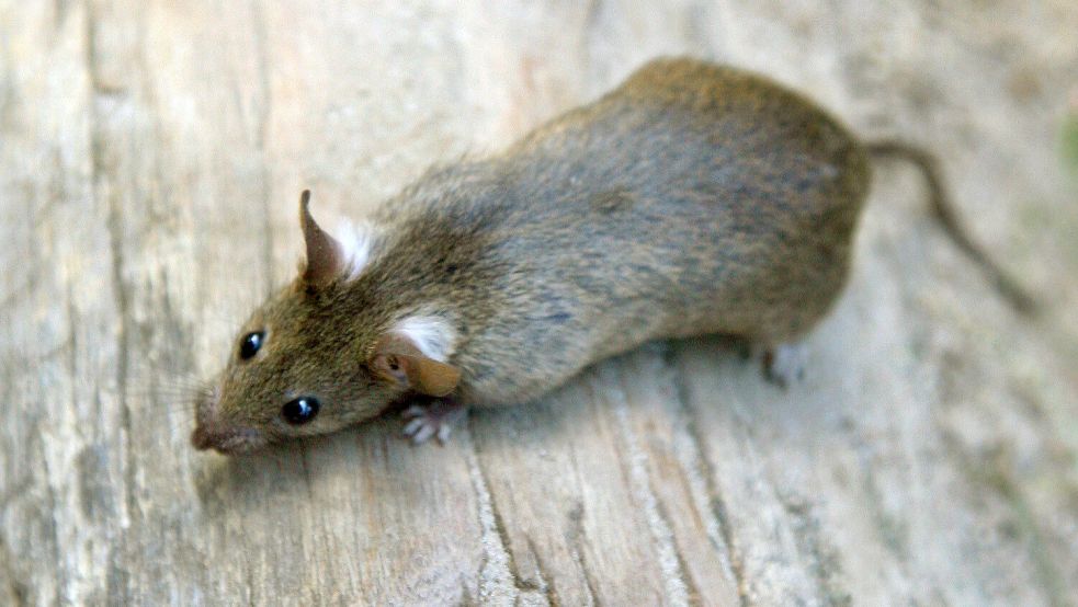 Wer eine Rattenplage in seinem Garten entdeckt, ist oft auf die Hilfe von Schädlingsbekämpfern angewiesen. Foto: Arno Burgi/dpa