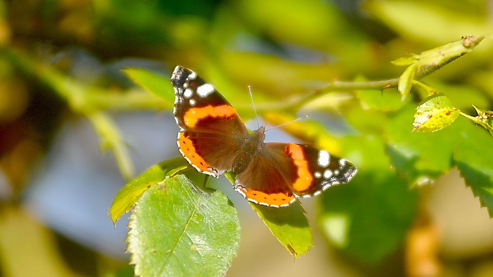Der Admiralfalter (Vanessa atalanta) liebt die Sonne. Foto: Bodo Wolters
