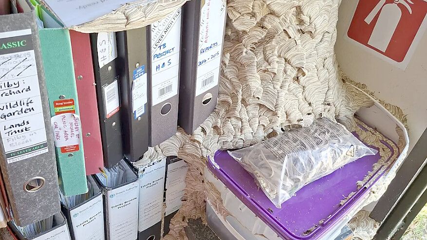 Ein beeindruckendes Bauwerk: Hier haben sich Wespen ein neues Zuhause errichtet Foto: Eilish Rothney