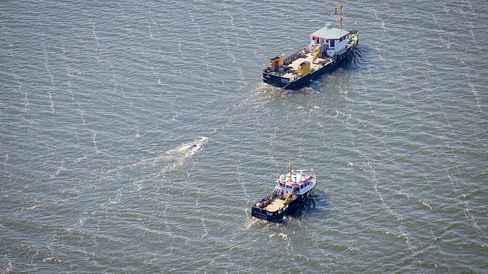 Der tote Wal im Greifswalder Bodden wird von einem Schiff abgeschleppt. Foto: Philip Dulian