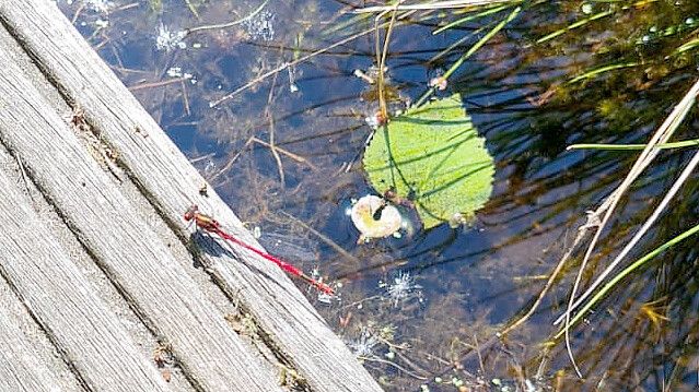 Eine Adonislibelle sonnt sich am Rand des Wasserbeckens im Moorlehrgarten Foto: Moor- und Fehnmuseum Elisabethfehn