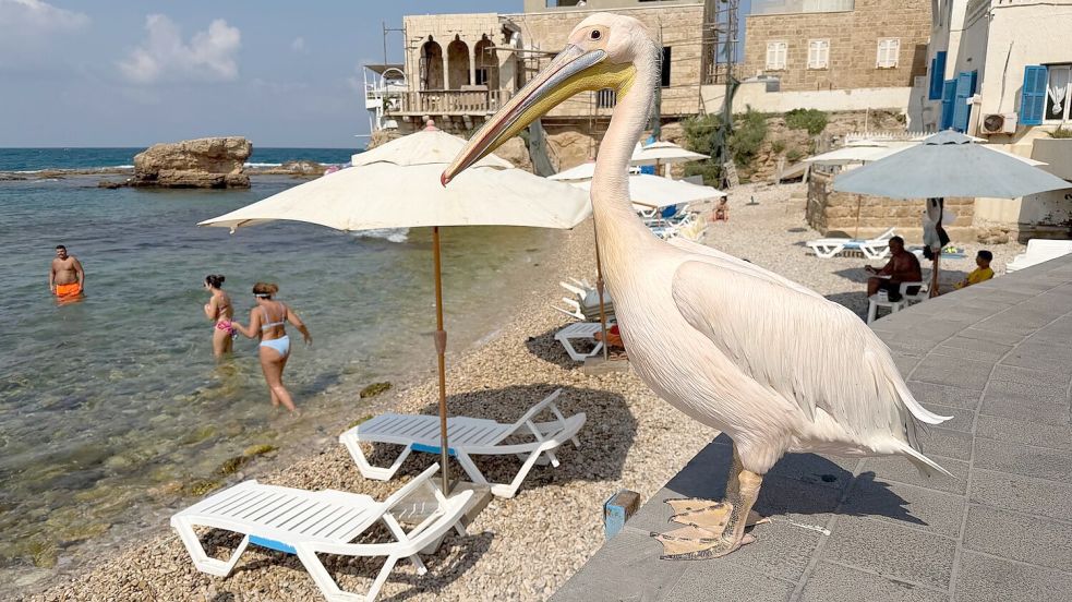„Pelikanchen“ ist vor drei Jahren im Libanon gestrandet und hat die Küstenstadt Batrun seitdem nicht mehr verlassen. Foto: Amira Rajab