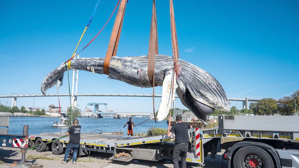Der tote Wal vom Greifswalder Bodden ist seziert worden. (Archivbild) Foto: Stefan Sauer