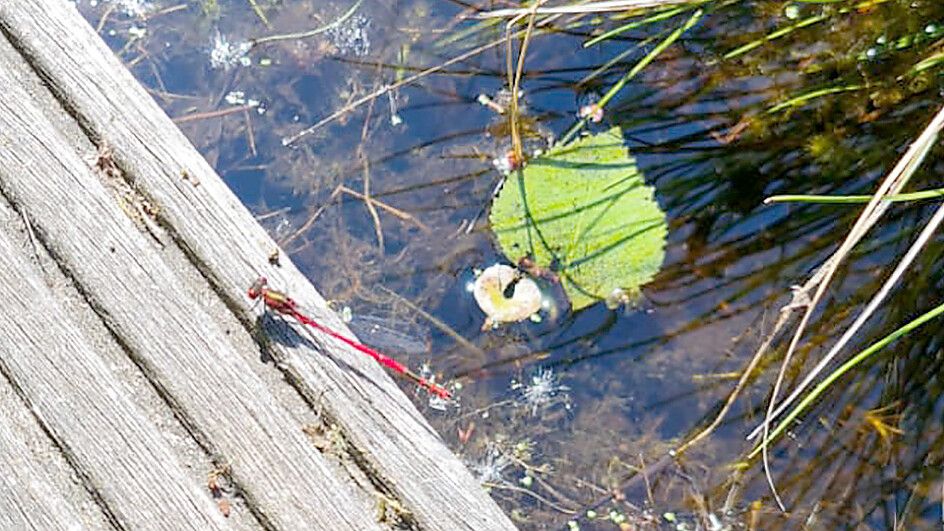 Eine Adonislibelle sonnt sich am Rand des Wasserbeckens im Moorlehrgarten Foto: Moor- und Fehnmuseum Elisabethfehn
