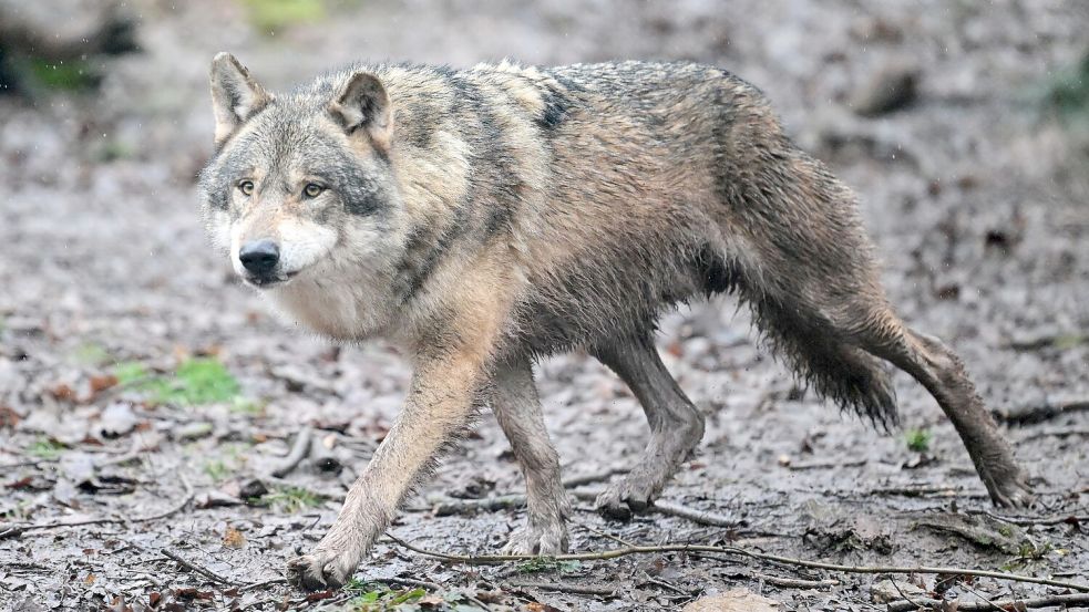 In Griechenland leben Schätzungen zufolge rund 1000 Wölfe. Foto: Bernd Weißbrod