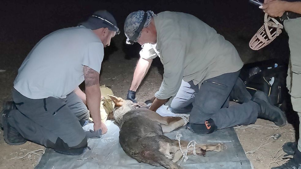 In die Falle gegangen: Tierschützer kümmern sich um die verletzte Wölfin. (Handout) Foto: -/Callisto/dpa