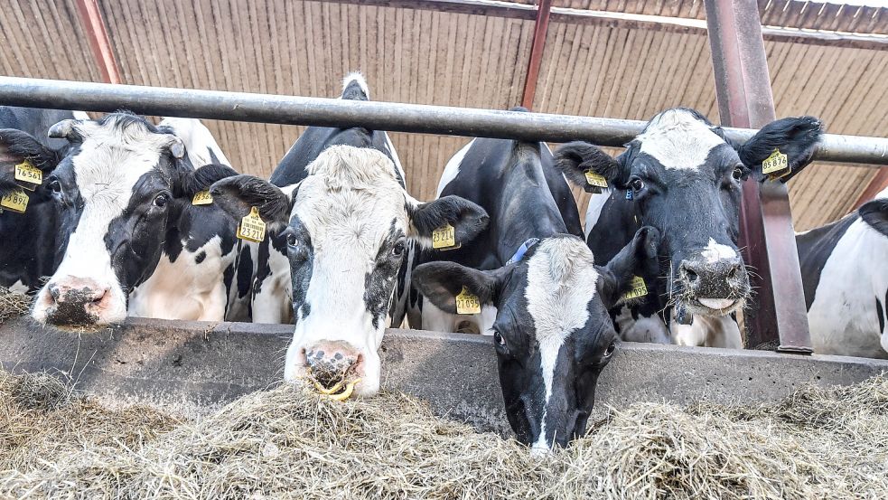 Was ist die Position der Parteien und Wählergemeinschaft zur Frage, wie Landwirtschaft und Umweltschutz in Einklang gebracht werden können? Symbolfoto: Klaus Ortgies/Archiv