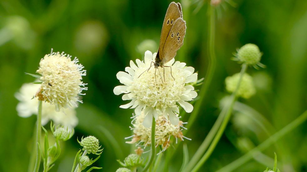 Die gelbe Skabiose erwies sich im Garten der Expertin aus Langholt als echter Überlebenskünstler in der Trockenheit. Foto: Karin Berends-Lüürßen
