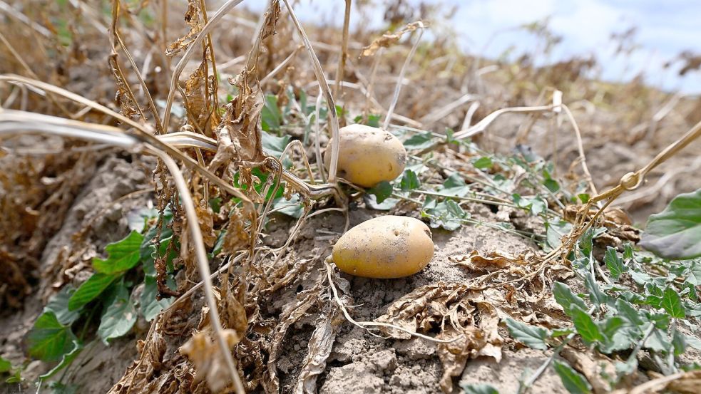 Ernte in Deutschland: Landwirte erwarten dickes Minus wegen extremer Trockenheit. (Archivbild) Foto: Roberto Pfeil